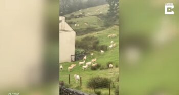 Ανεξήγητο φαινόμενο στη Βρετανία: Πρόβατα μένουν για ώρα «παγωμένα» σε λιβάδι! (vid)
