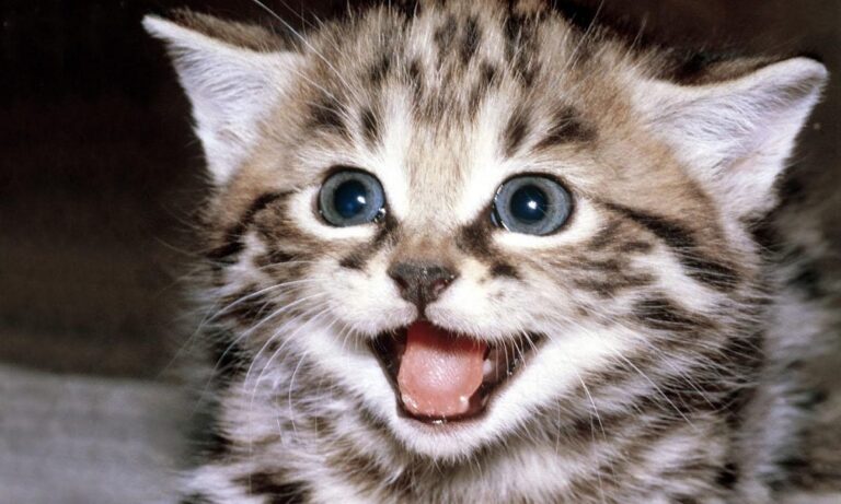 Παγκόσμια Ημέρα Γάτας! Γιορτάζουν οι χνουδωτοί φίλοι μας (vids)