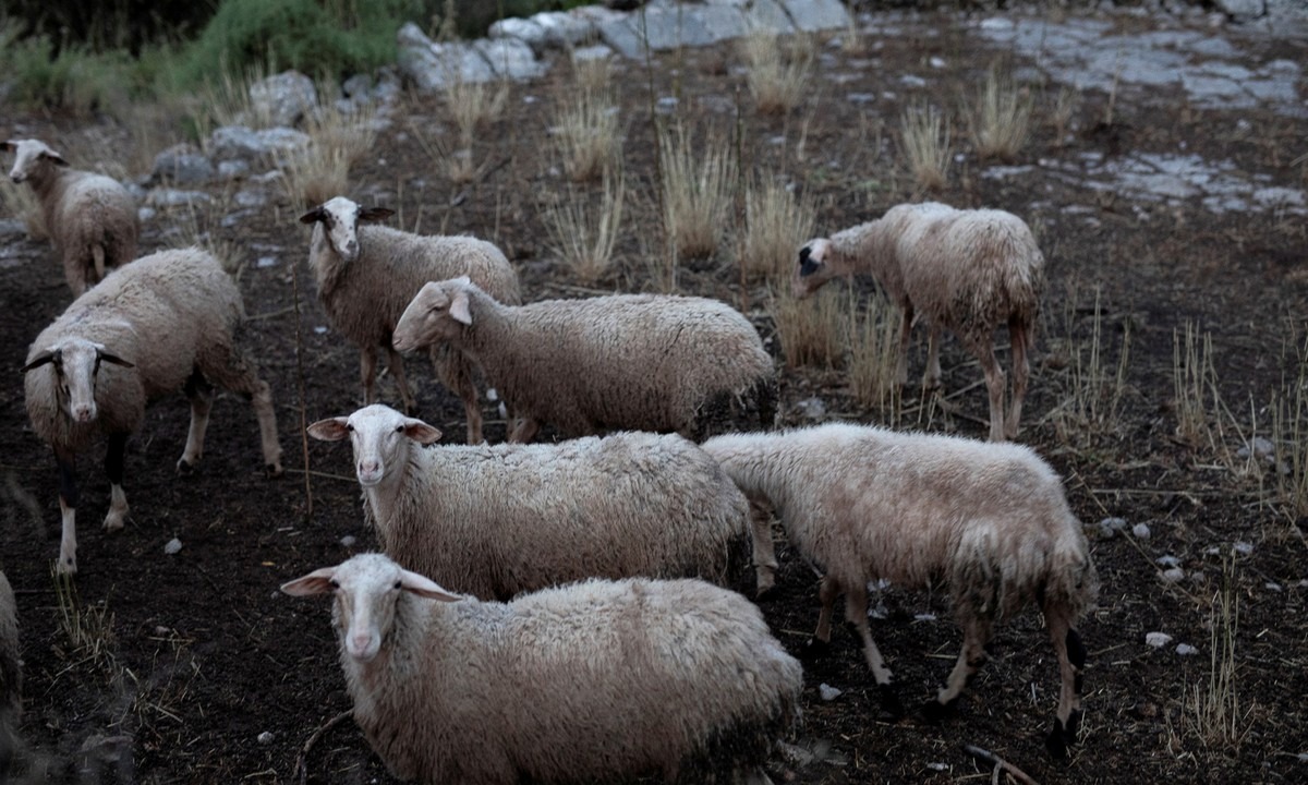 Μόρια: Έκλεψαν πρόβατα από κτήμα και τα έσφαξαν (pic)