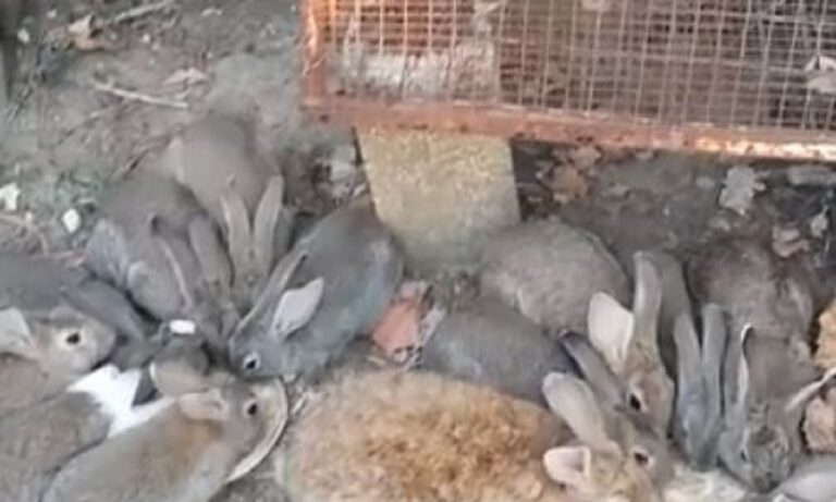 VIRAL: Κουνέλια ακούν… Χαρδαλιά και εξαφανίζονται! (vid)