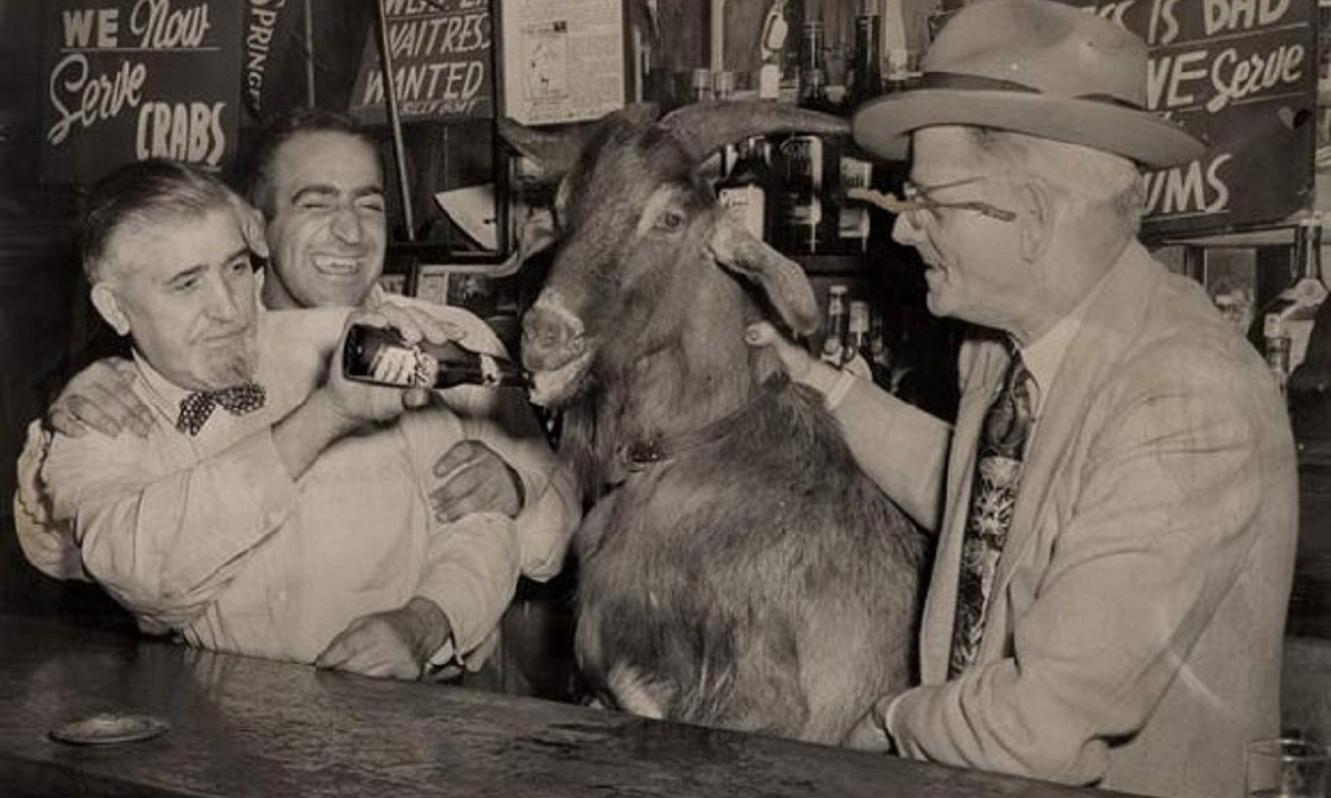 Βασίλης Γουίλιαμ Σιάνης: Η «κατάρα του τράγου» που στοίχειωσε τους Σικάγο Καμπς για 71 χρόνια