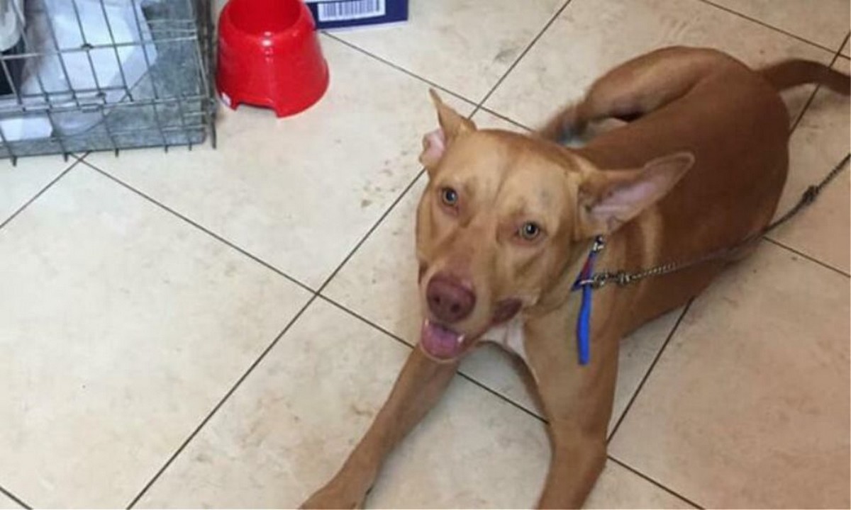 Κρήτη: Παρουσιάσθηκε στις Αρχές ο άνδρας που κακοποίησε το σκύλο – «Το έκανα για να ηρεμήσει» είπε