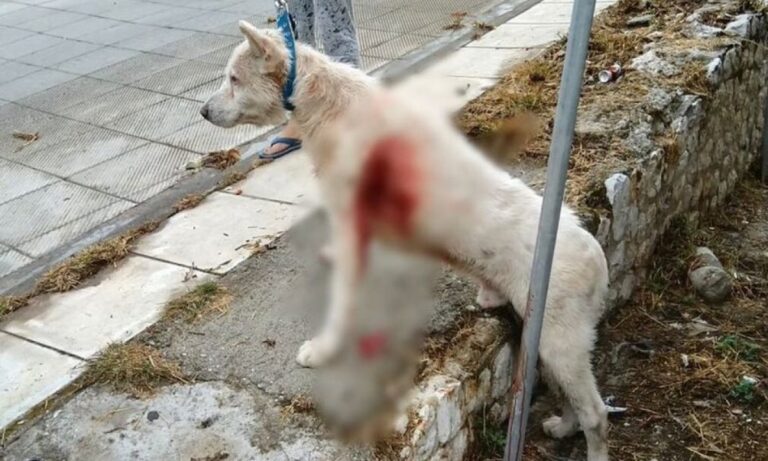 Νίκαια: Επέστρεψε στο αφεντικό του ο σκύλος που μαχαιρώθηκε