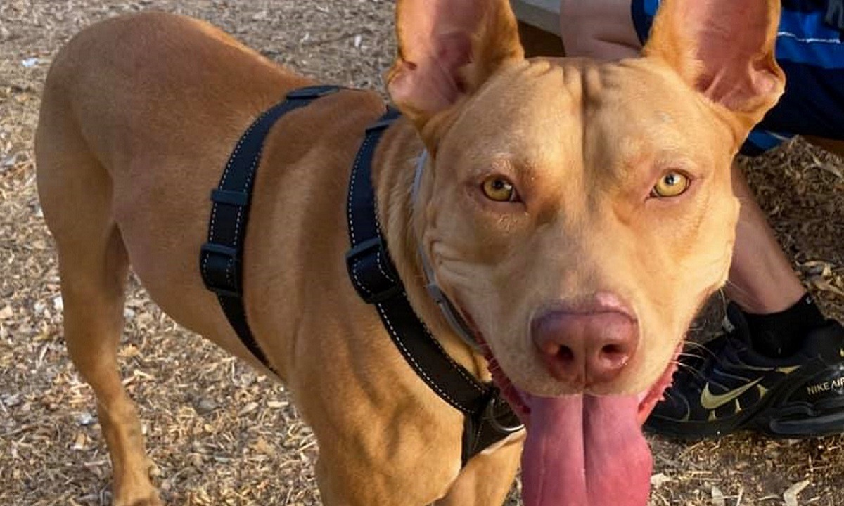 Ο σκύλος που βασανίστηκε στα Χανιά, αλλά είναι πλέον καλά, πήρε το όνομα του σωτήρα του