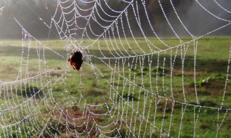 Απίστευτο: Τεράστιος ιστός αράχνης που παγιδεύει ακόμα και άνθρωπο γίνεται το απόλυτο viral (pic)