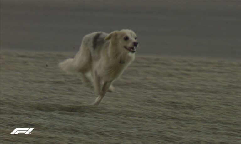 Formula 1: Ένας σκύλος διέκοψε τις δοκιμές! (vid)