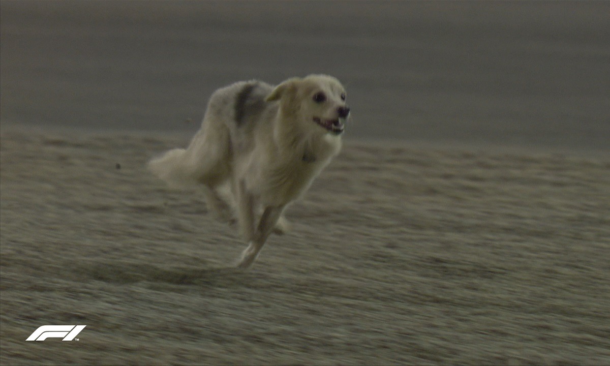 Formula 1: Ένας σκύλος διέκοψε τις δοκιμές! (vid)