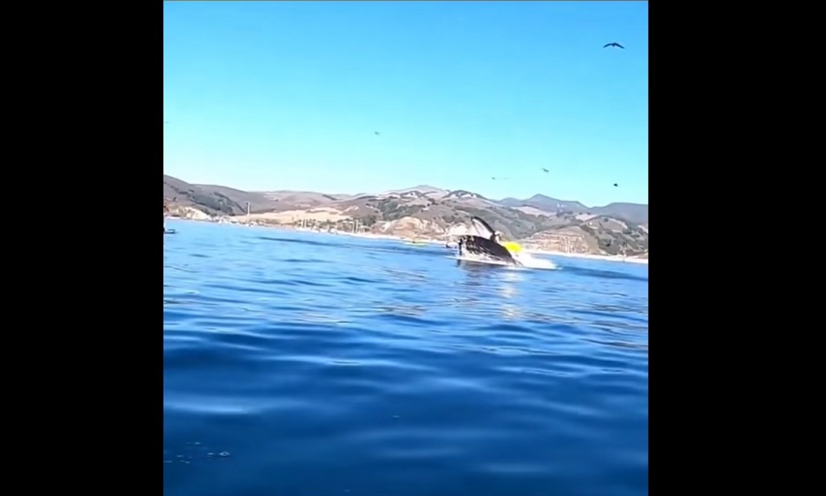 Απίστευτο – Φάλαινα «κατάπιε» δύο γυναίκες που έκαναν καγιάκ στην Καλιφόρνια (vid)