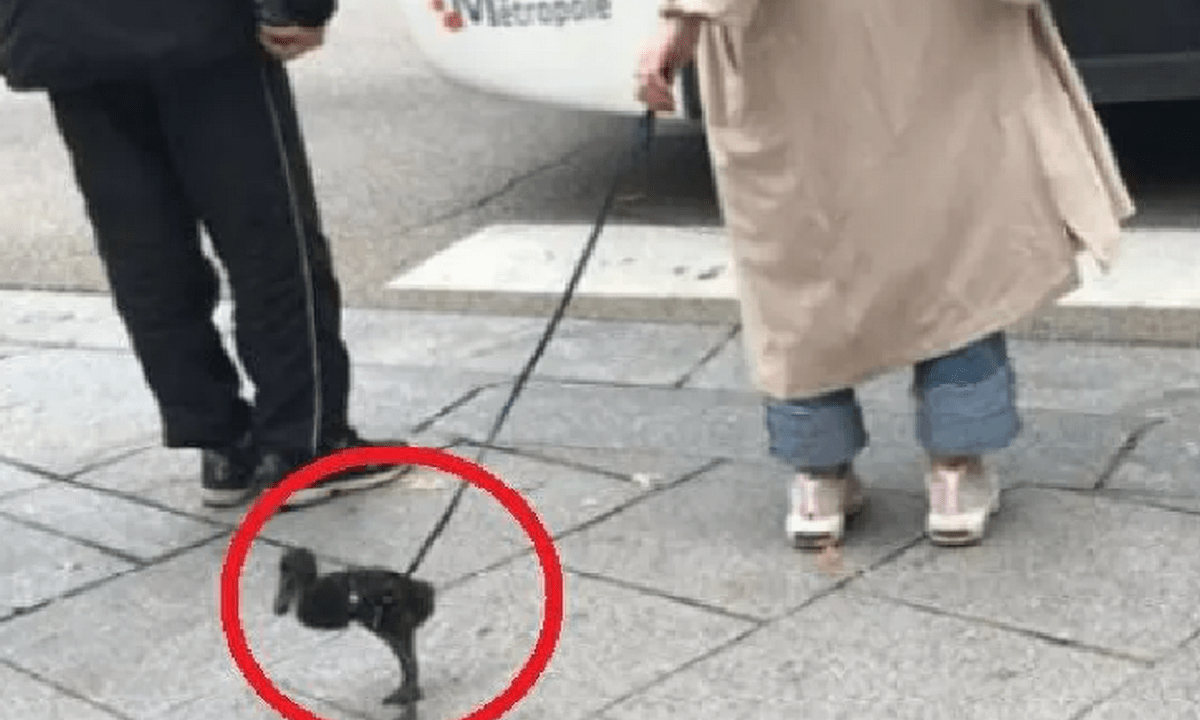 Έπος: Γυναίκα έβγαλε βόλτα την πάπια της στο lockdown (pic-vid)