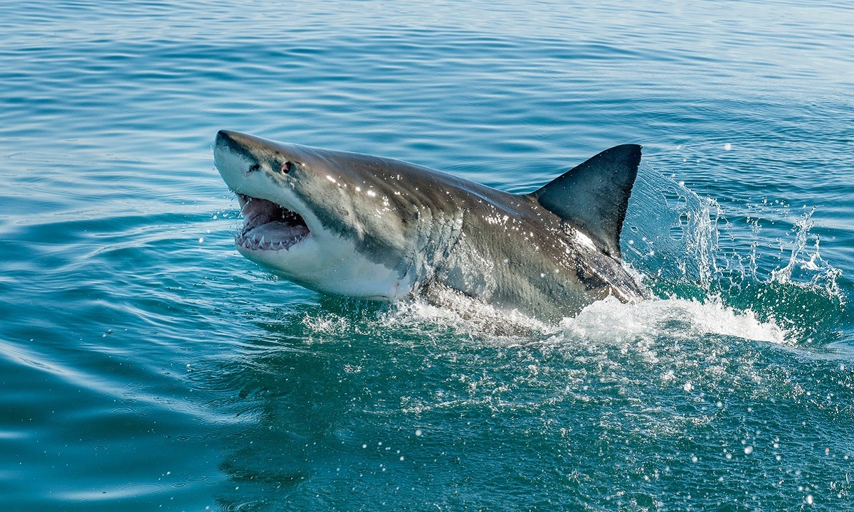Αυστραλία: Νέα φονική επίθεση καρχαρία – Νεκρός ένας 55χρονος (vid)