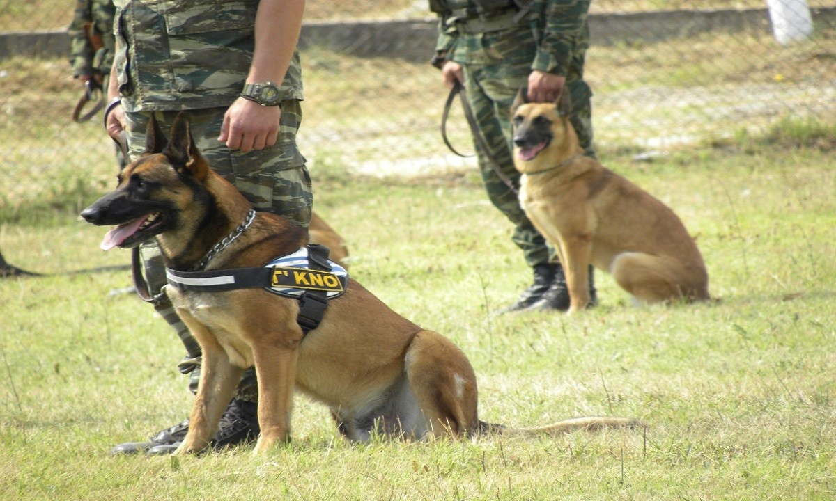 Ελληνοτουρκικά: Σημαντικό ρόλο στην αποτροπή των σχέδιων των Τούρκων στον Έβρο αναμένεται να παίξουν οι 30 «στρατιωτικοί« σκύλοι