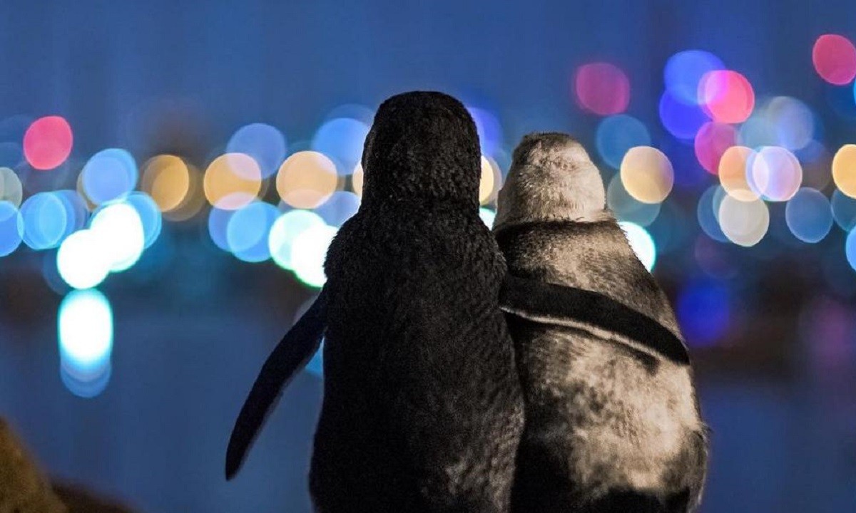 Viral: Η φωτογραφία δύο πιγκουίνων που αγκαλιάζονται η κορυφαία για το 2020