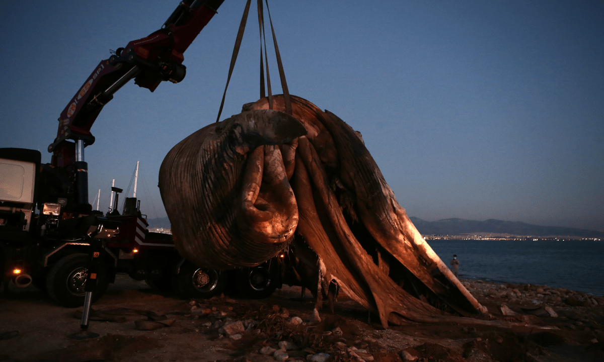 Πειραιάς: Ξεβράστηκε νεκρή φάλαινα στην Φρεαττύδα (vid)