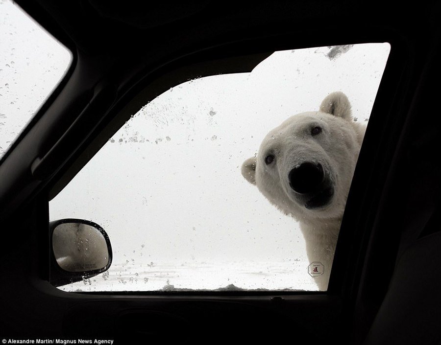 Χιονιάς: Οι χρήστες του Twitter επιστράτευσαν μέχρι και πολικές αρκούδες