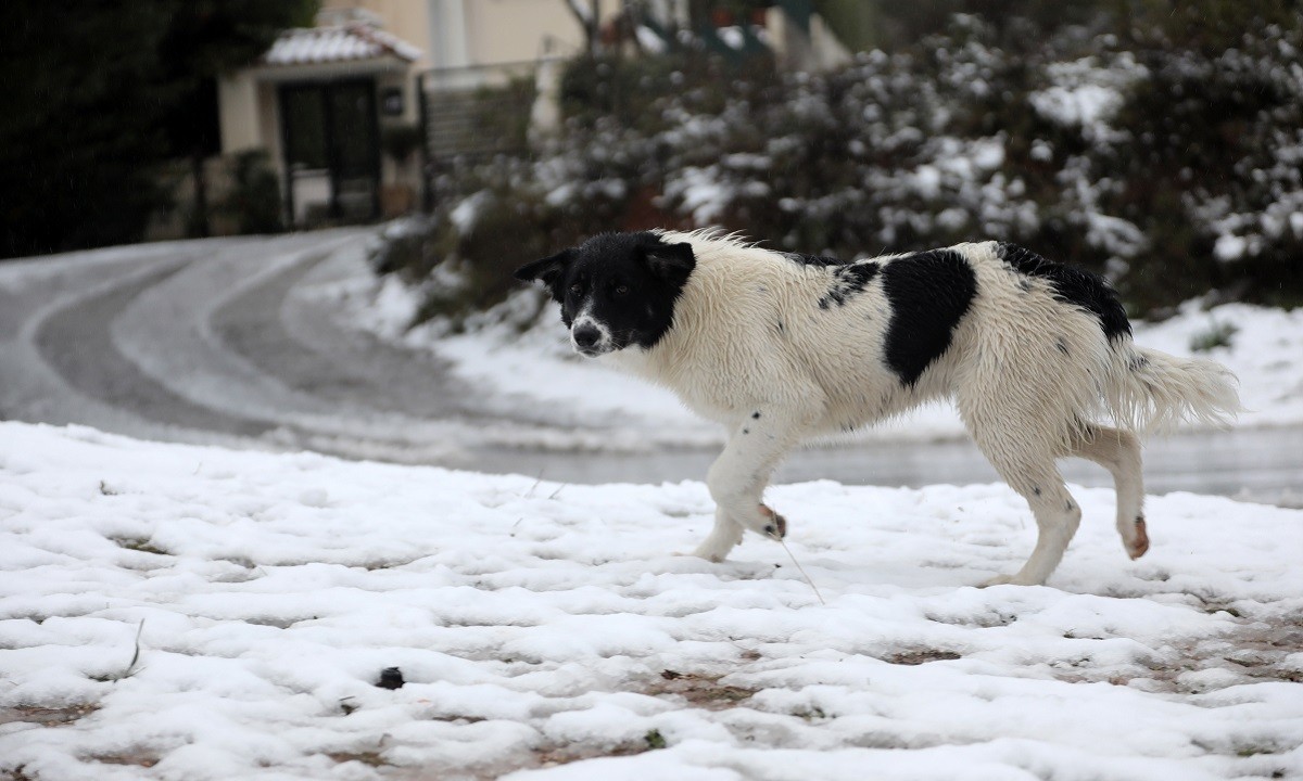 Κακοκαιρία Μήδεια: «Μην κυκλοφορείτε ή περιορίστε τις μετακινήσεις σας» η σύσταση Χρυσοχοΐδη