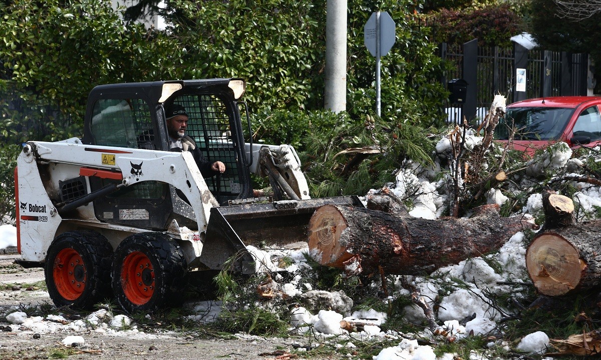 Κακοκαιρία Μήδεια: Πως επηρέασε το βάρος του χιονιού τις πτώσεις των δέντρων