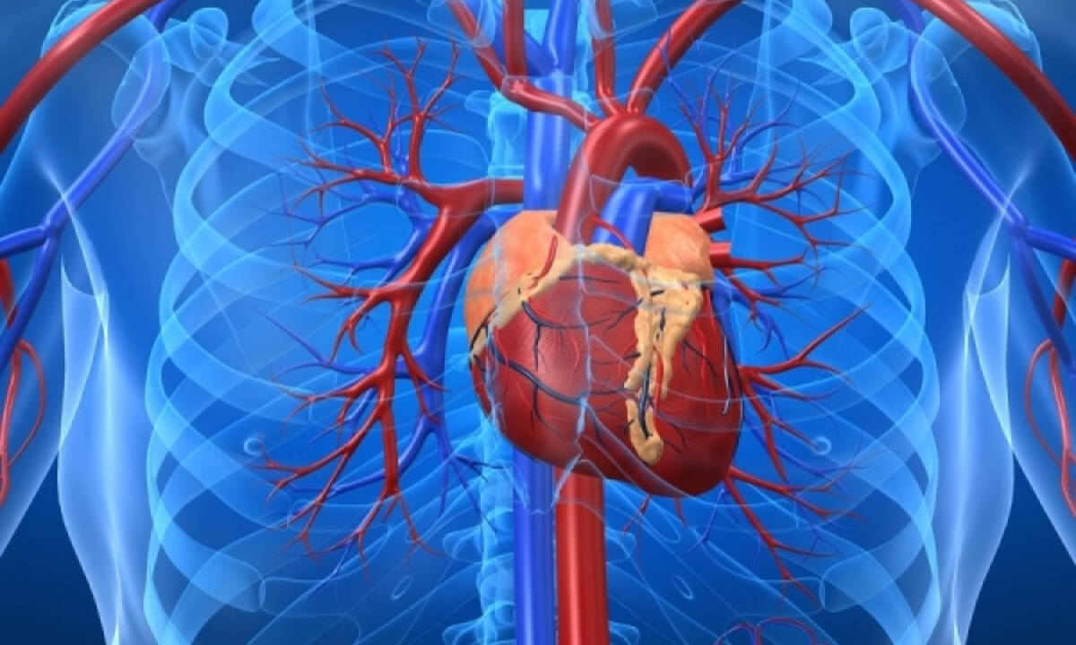 Το ανθρώπινο σώμα - καρδιά