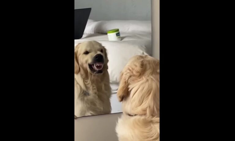 Viral: «Κλάμα» σκύλος κοιτάζει τον εαυτό του και κάνει γκριμάτσες 