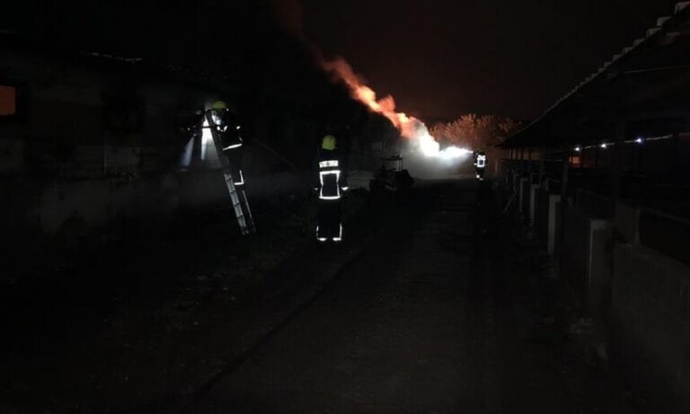 Κύπρος: Φρικτός θάνατος για 1000 μικρά γουρουνάκια στην Κύπρο