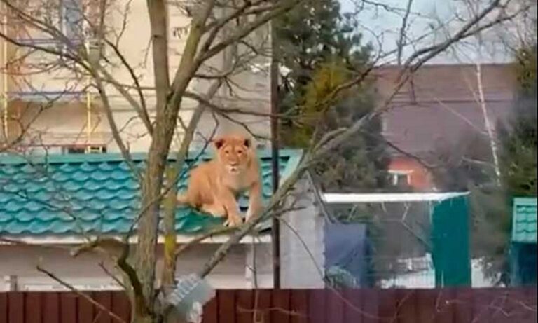 Λέαινα βρέθηκε στη στέγη σπιτιού – Πώς συνέβη αυτό