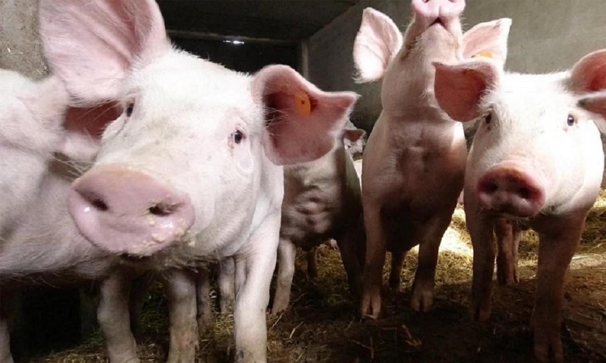 Ζίτσα Ιωαννίνων: Νεκρά γουρούνια έξω από σπίτια – Έξαλλοι οι κάτοικοι