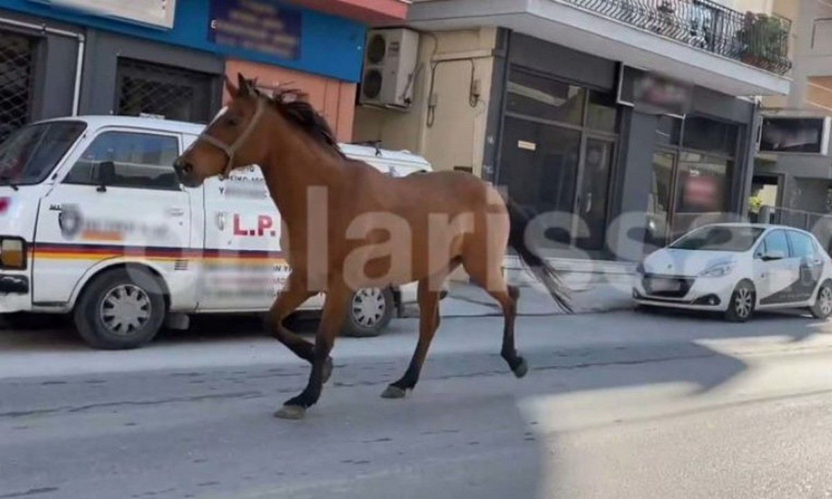 Λάρισα: Η… τρελή πορεία ενός αλόγου μέσα στην… καρδιά της πόλης (vid)