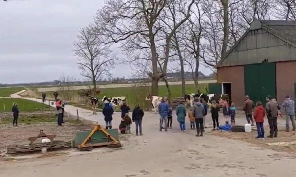 Ολλανδία – Viral: Απελευθέρωσαν αγελάδες αλλά επέστρεψαν δευτερόλεπτα μετά στον αχυρώνα λόγω… κρύου (vid)