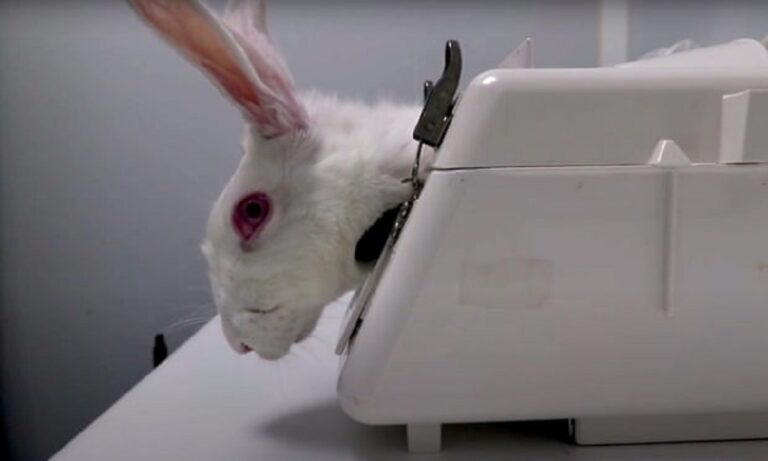 Ισπανία: Αντιδράσεις για εργαστήριο που έκανε πειράματα σε ζώα λόγω βασανισμών – Εκστρατεία για το κλείσιμό του