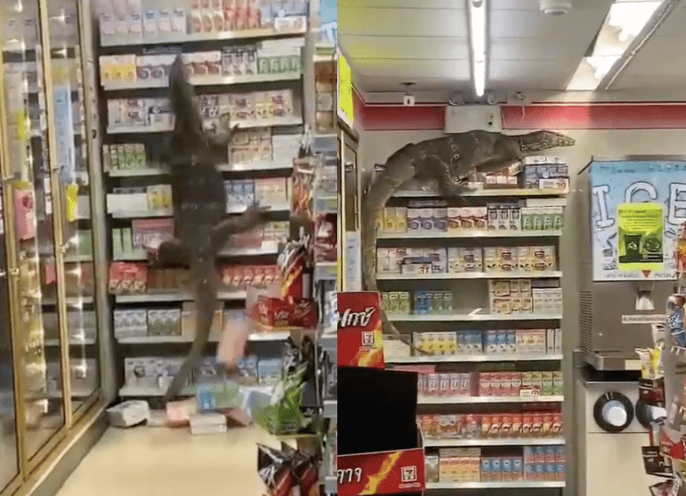 Viral – Σοκαριστικό βίντεο: Γιγαντιαία σαύρα σκαρφαλώνει σε ράφια σούπερ μάρκετ! (vid)