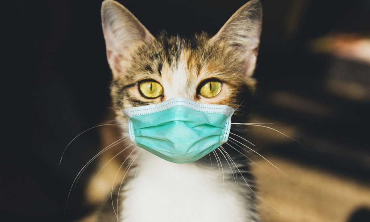 Όπως προκύπτει από μία νέα βρετανική επιστημονική μελέτη, οι άνθρωποι είναι δυνατό να μεταδώσουν τον κορονοϊό SARS-CoV-S στις γάτες τους.