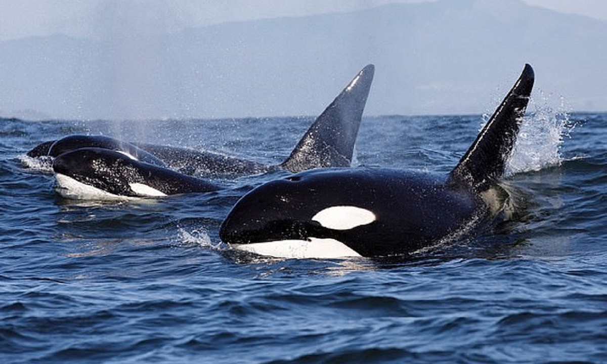 Φάλαινες δολοφόνοι «πολιόρκησαν» ιστιοπλοϊκό σκάφος! Στιγμές τρόμου για τους επιβάτες (vid+pics)