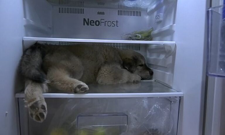 Viral: Σκύλος μπήκε στο ψυγείο για να...δροσιστεί! (vid)