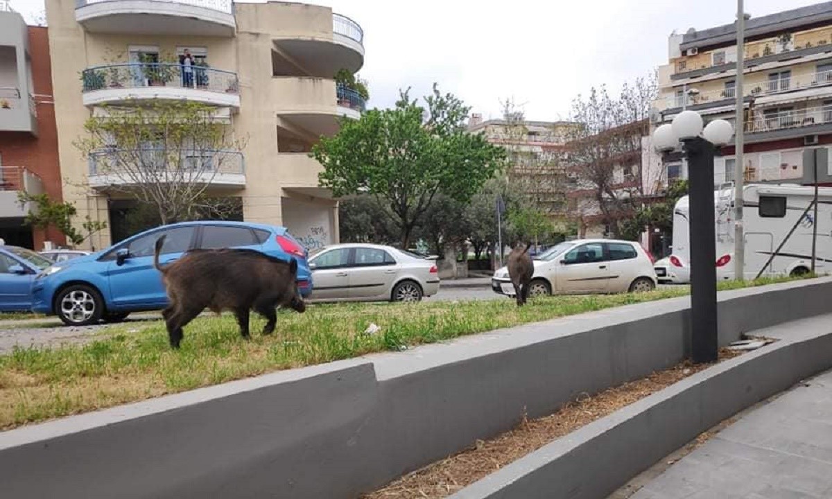 Θεσσαλονίκη: Αγριογούρουνα έκοβαν βόλτες στους δρόμους
