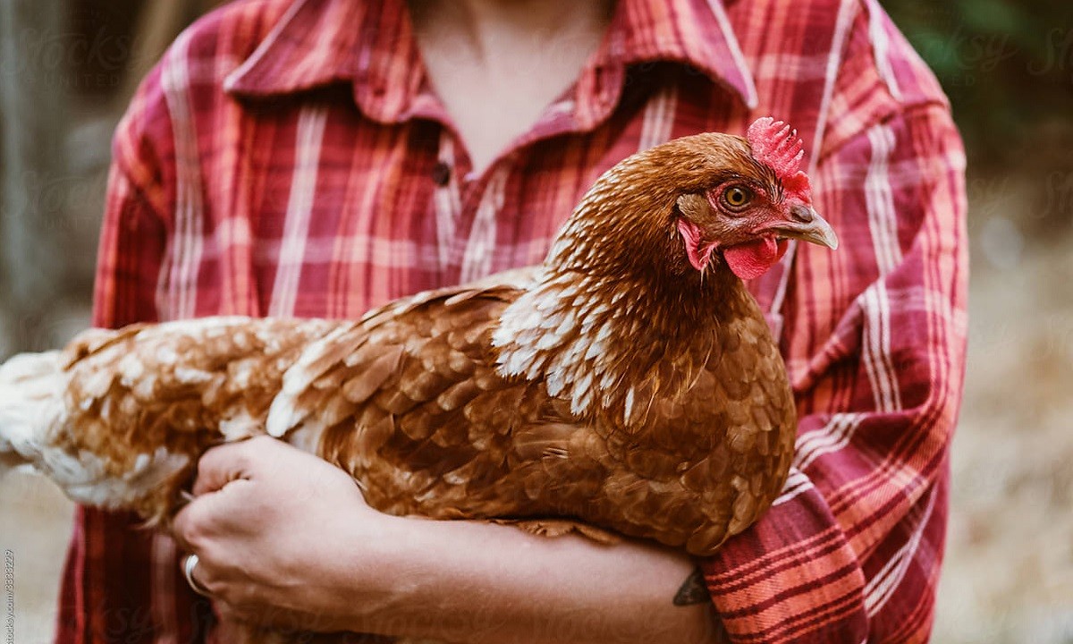 Θα μπορούσε να διανοηθεί κανείς ότι μια επαφή με τις κότες θα μπορούσε να είναι επιβλαβής για την ανθρώπινη υγεία. Ναι, σύμφωνα με επιστήμονες στις ΗΠΑ.
