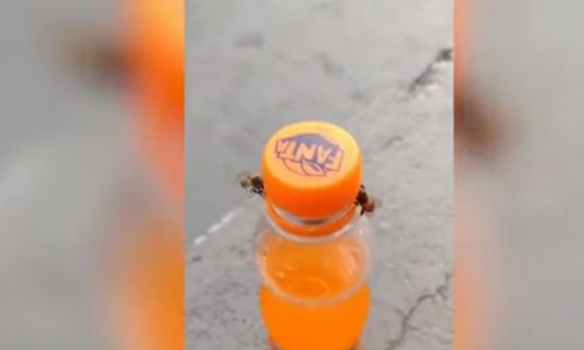 Viral: Δύο μέλισσες στο Σάο Πάολο της Βραζιλίας κατάφεραν να ανοίξουν ένα μπουκάλι αναψυκτικού στην Βραζιλία.