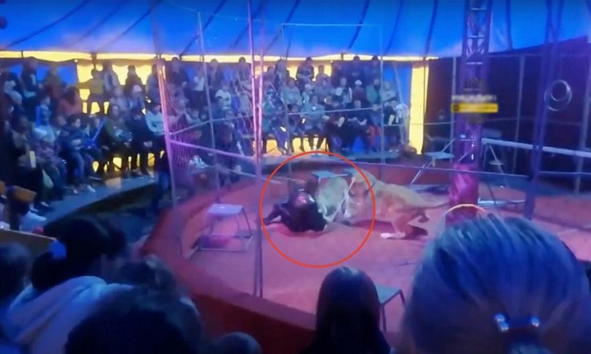 Viral: Λιοντάρι δάγκωσε τον εκπαιδευτή του σε τσίρκο στη Ρωσία! (vid)