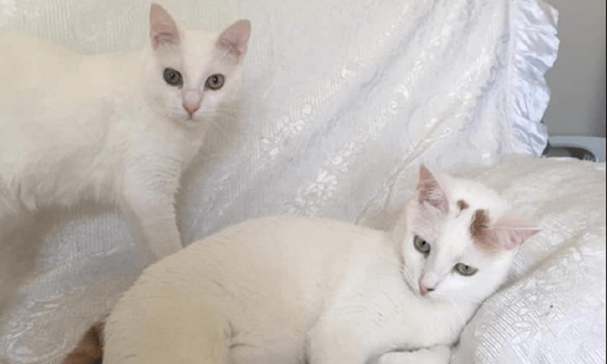 Έγκλημα στα Γλυκά Νερά: Αυτές είναι οι γάτες της Καρολάιν – ψάχνουν σπίτι