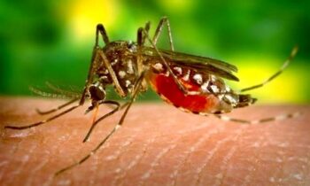 Πώς να διώξετε τα κουνούπια χωρίς εντομοκτόνα