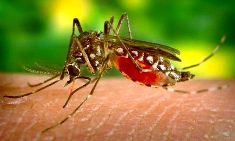 Πώς να διώξετε τα κουνούπια χωρίς εντομοκτόνα