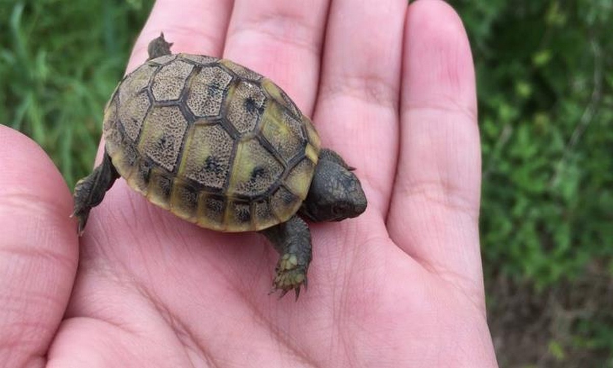 Απίστευτο: Δίνουν μπομπονιέρες με ζωντανά χελωνάκια σε βαφτίσεις