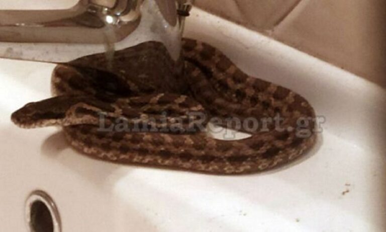 Λαμία: Βρήκε στον νιπτήρα του φίδι ενός μέτρου
