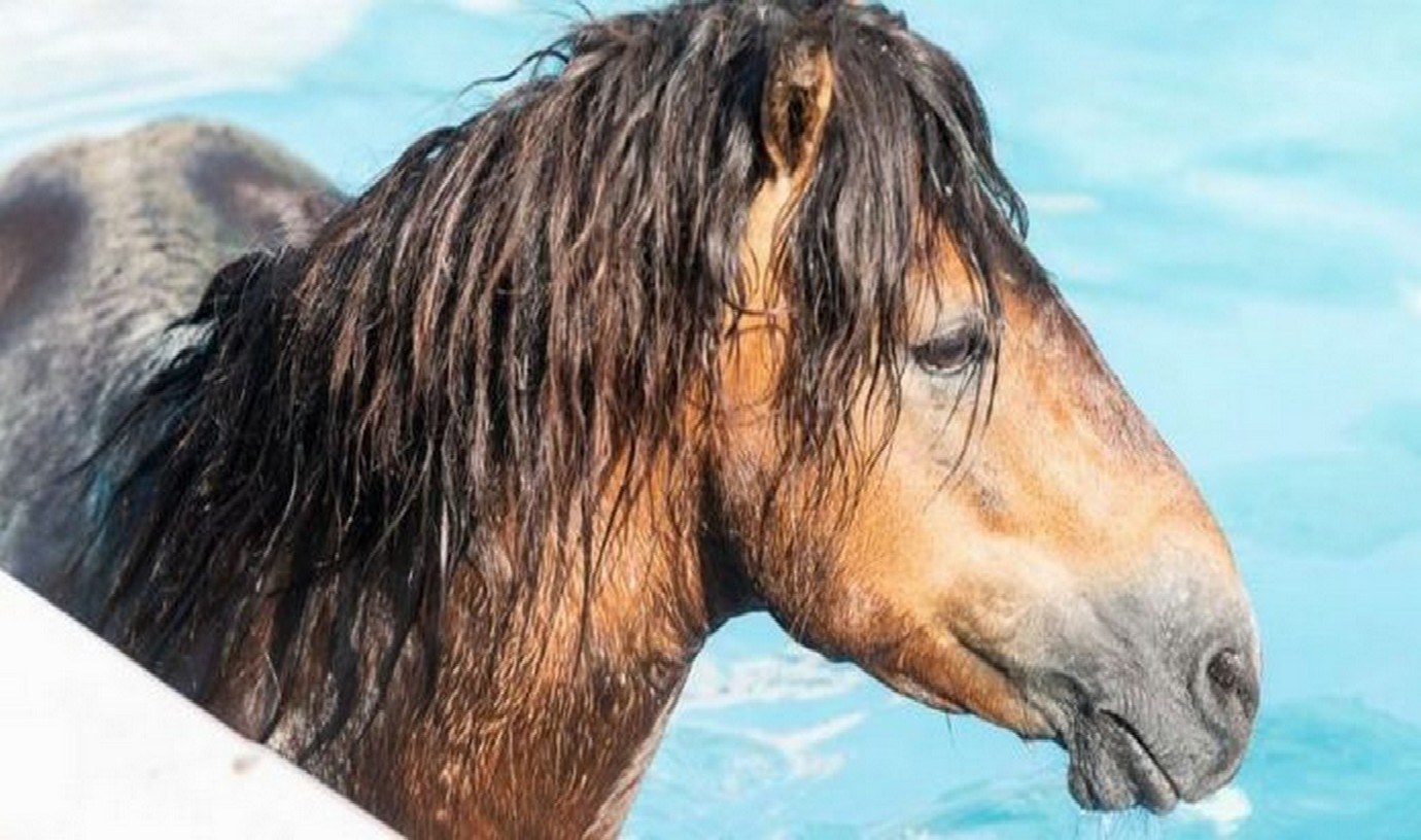 Viral: Στην Κεφαλονιά άλογο βούτηξε σε πισίνα ξενοδοχείου!