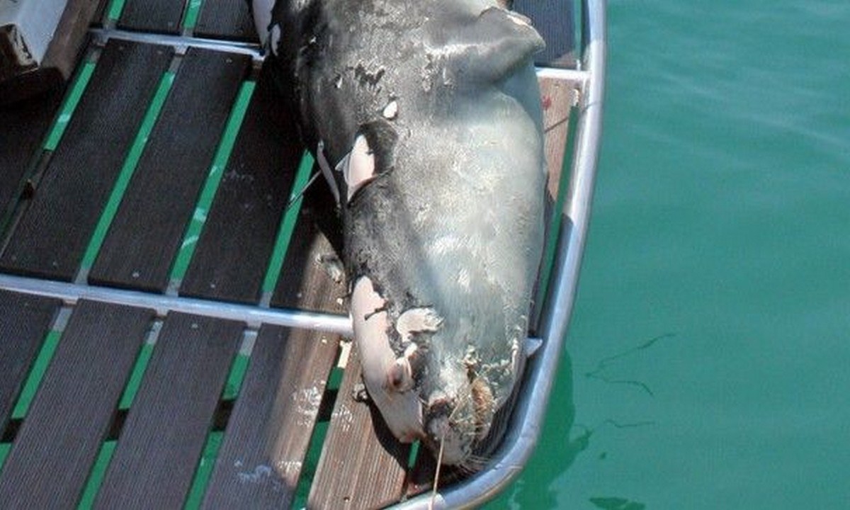 Προκαταρκτική εξέταση στην Αλόννησο για την δολοφονία του «Κωστή» με ψαροντούφεκο