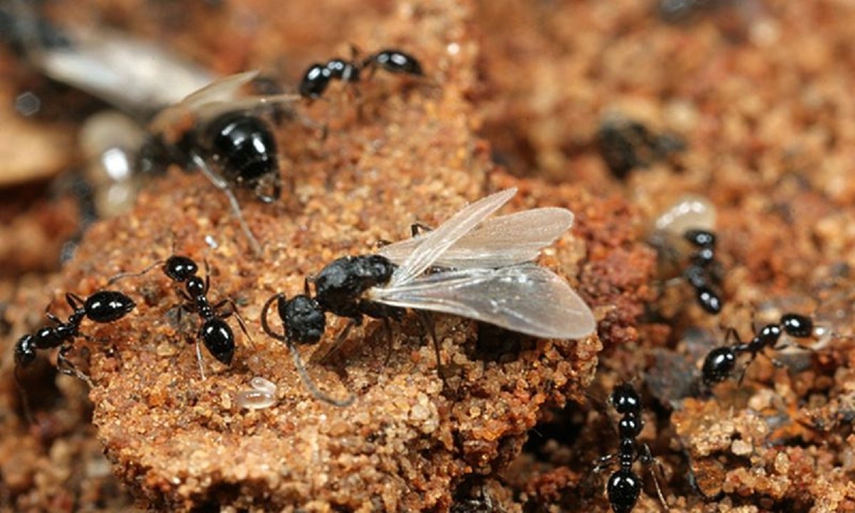 Euro 2020: Φόβοι για «έφοδο» ιπτάμενων μυρμηγκιών την ώρα του τελικού!