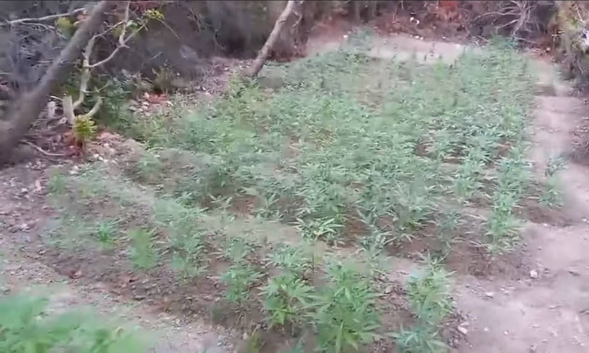 Κάλαμος: Εντοπίσθηκε φυτεία με 1.925 δενδρύλλια κάνναβης (vid)