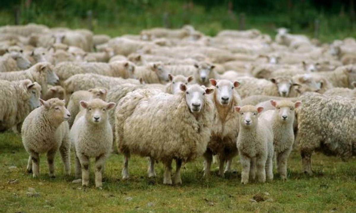 Ισραήλ: Πρόβατα χορεύουν και γίνονται viral! (vid)