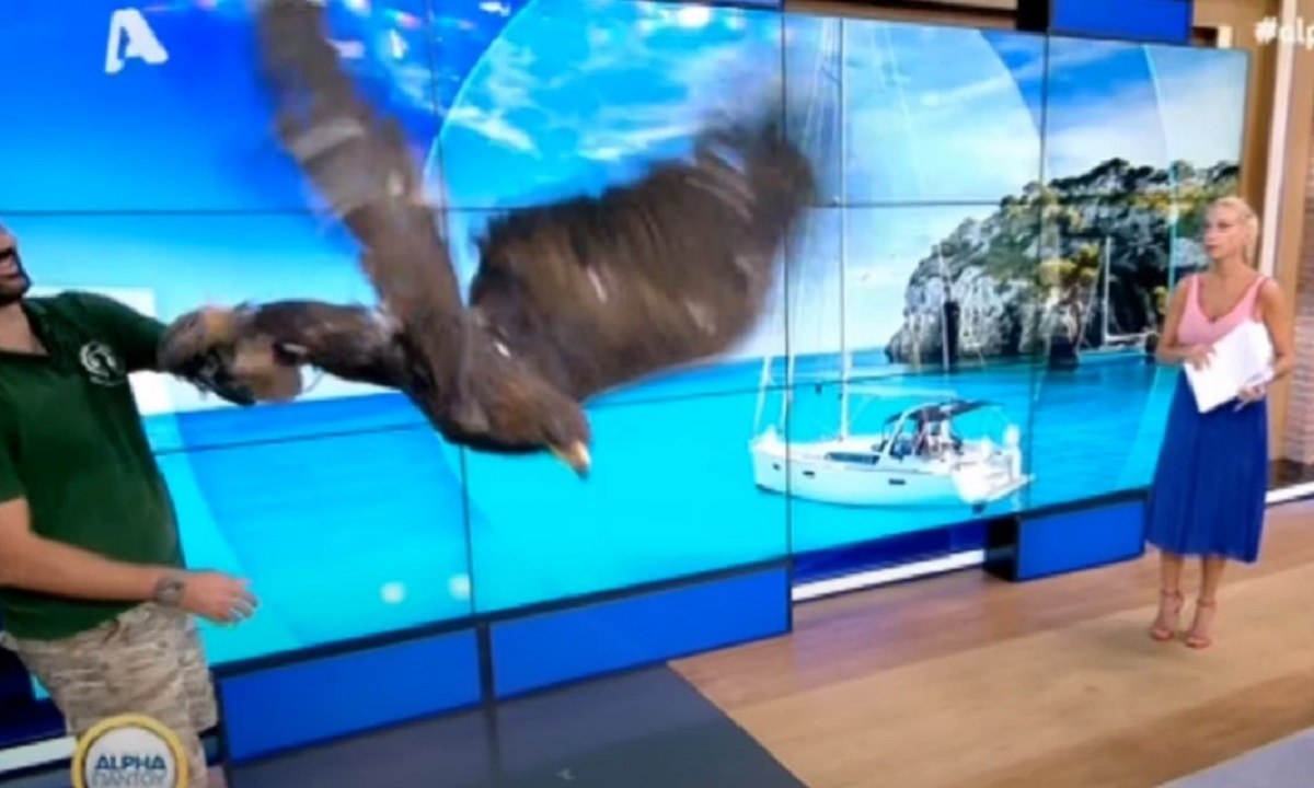 Έφη Αλεβίζου: Το απίθανο περιστατικό με γεράκι στο στούντιο