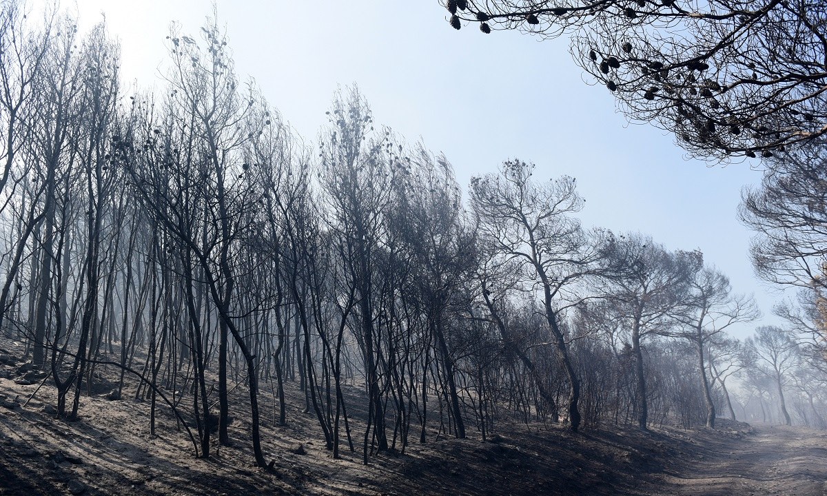 Φωτιές: Τώρα καθαρίζουν τα δάση που κάηκαν – Κάνουν έργα για να μην πνιγούμε