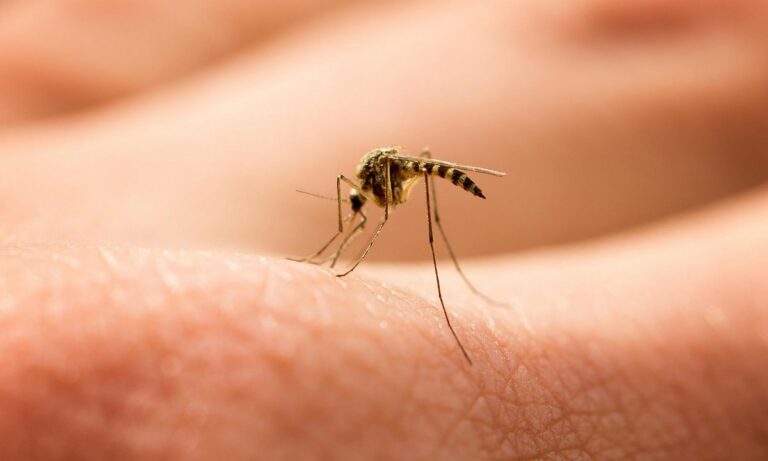 20 Αυγούστου: Η παγκόσμια ημέρα κατά των κουνουπιών!