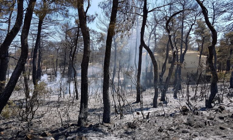 Φωτιές – Εκπρόσωπος φορέα Διαχείρισης Πάρνηθας: Τι οδήγησε στη μεγάλη πυρκαγιά